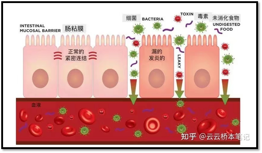 桥本补硒降抗体