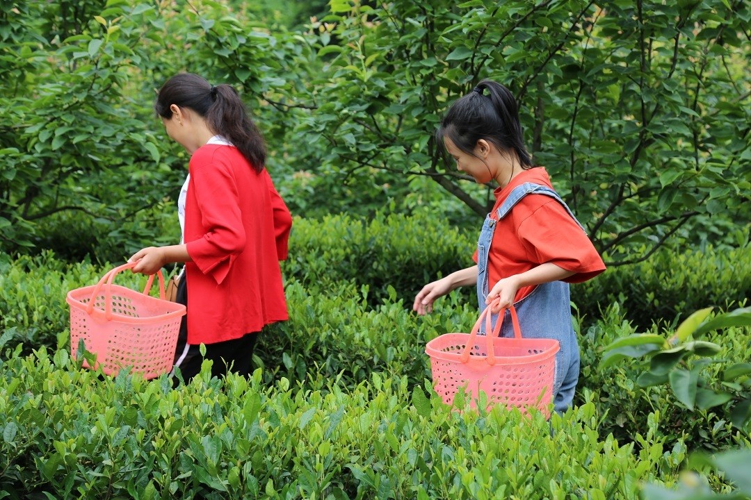 游客体验采茶活动  陈倩 摄.JPG