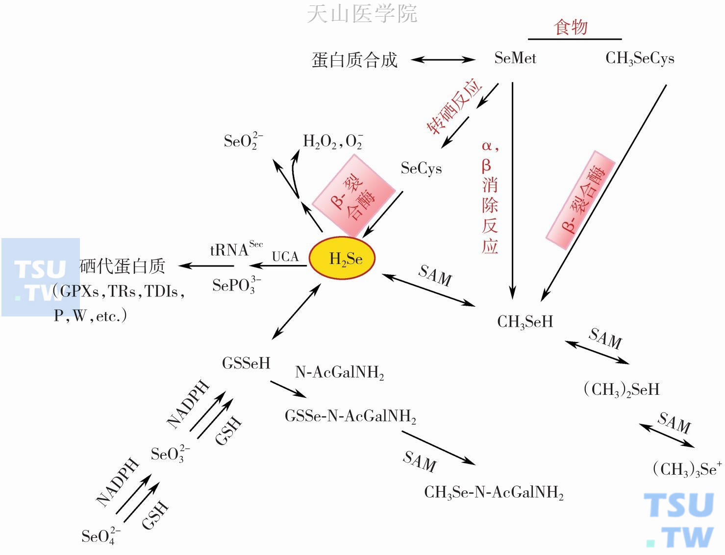 青少年可以补硒