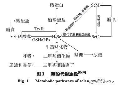 补硒能防癌抗癌