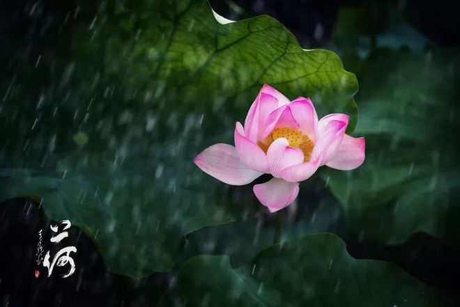 补硒会导致出血