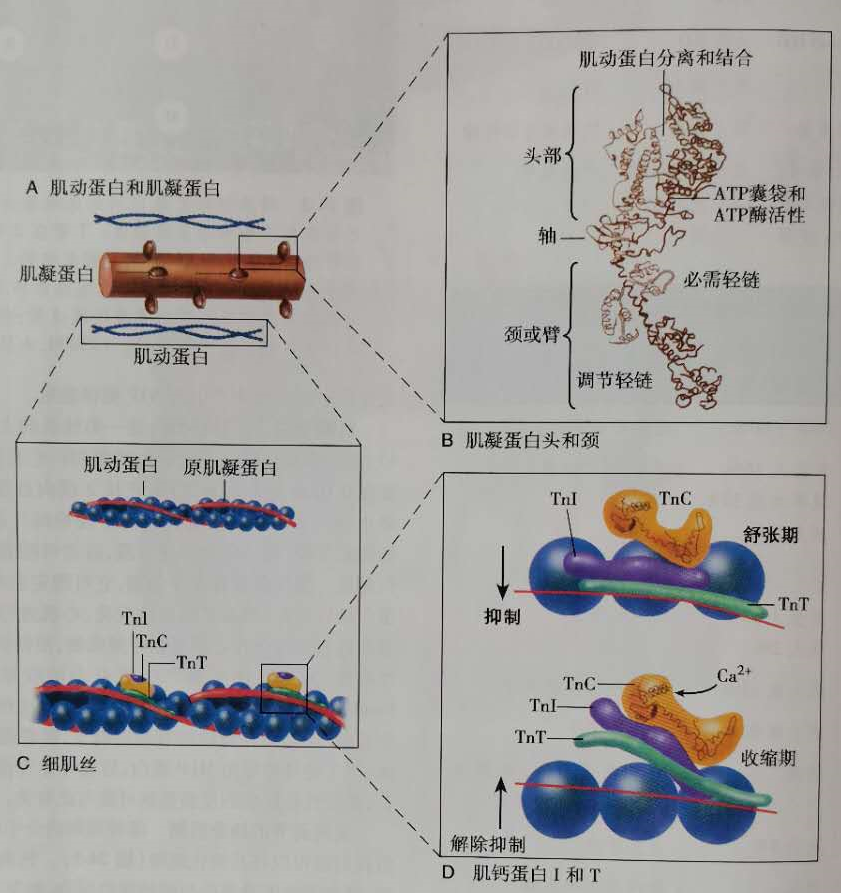 硒是否人人可补