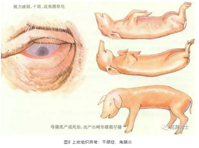 缺硒缺铁怎么补