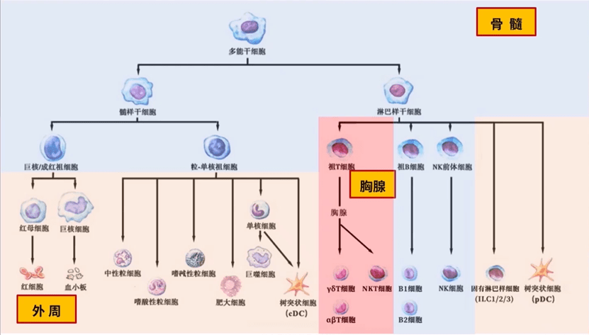 补硒口服液口号