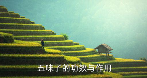 五味子的功效与作用