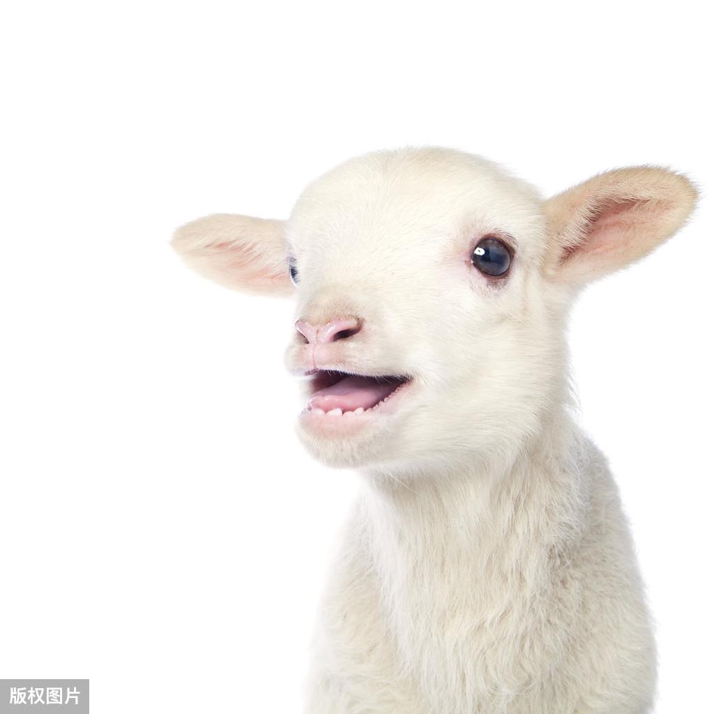 羊的硒吃什么补