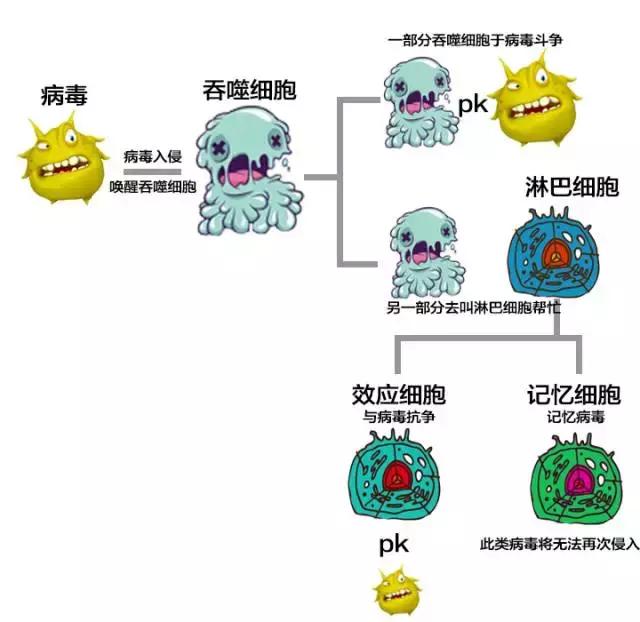 木瓜能不能补硒