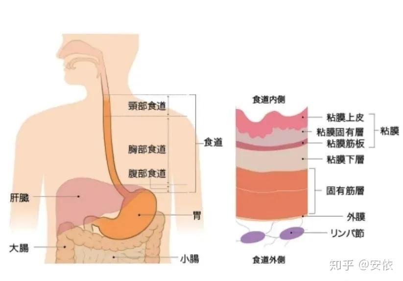 食道癌如何补硒