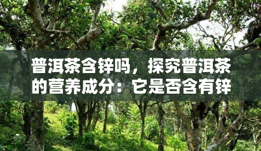 普洱茶含锌吗，探究普洱茶的营养成分：它是否含有锌？