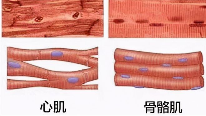 心肌炎为啥补硒