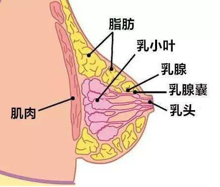 乳腺病可以补硒