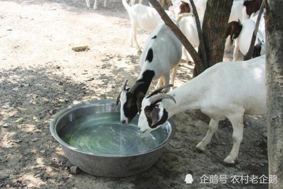 羊羔能不能补硒