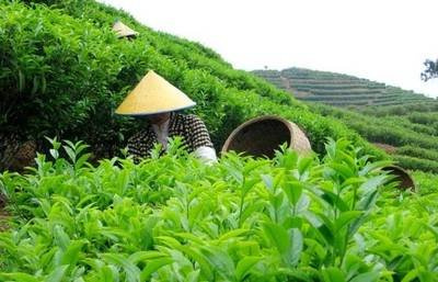 普洱茶护肝吗有效果吗怎么喝-普洱茶护肝吗有效果吗怎么喝好