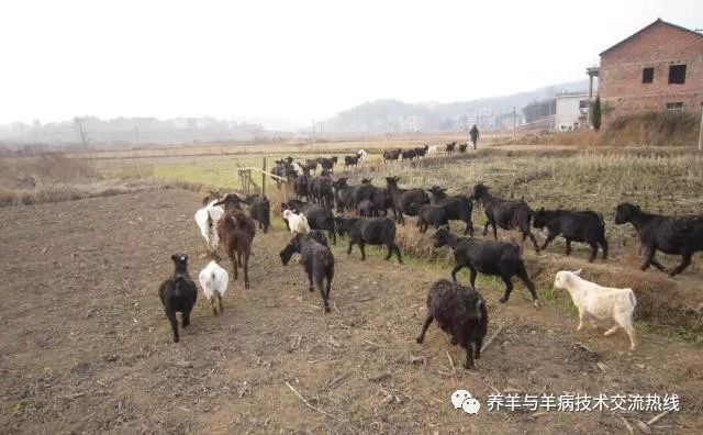 羊用补硒添加剂
