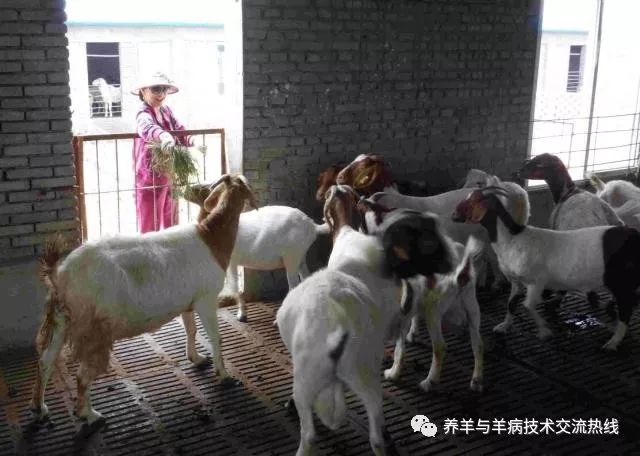 羊用补硒添加剂