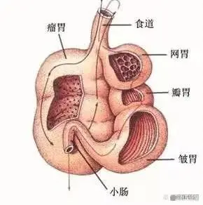 怎么样给羊补硒