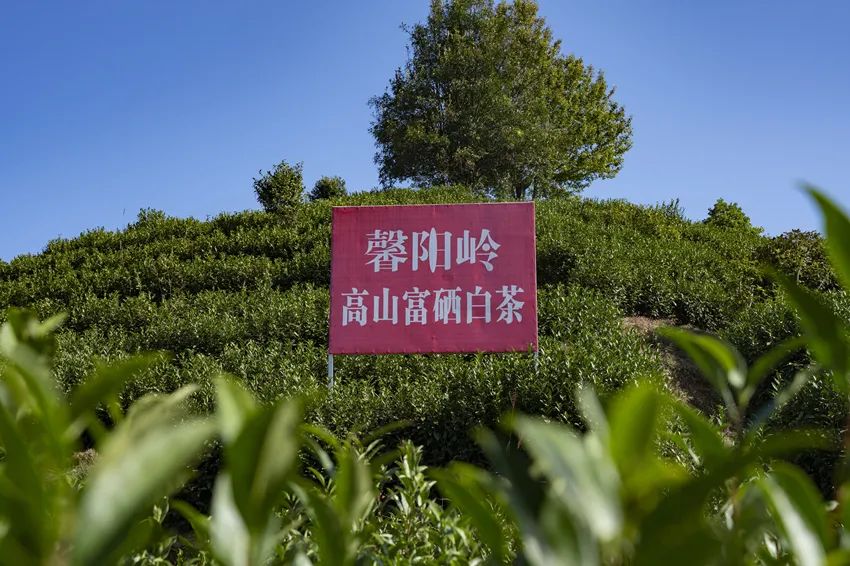 富硒农产品模式