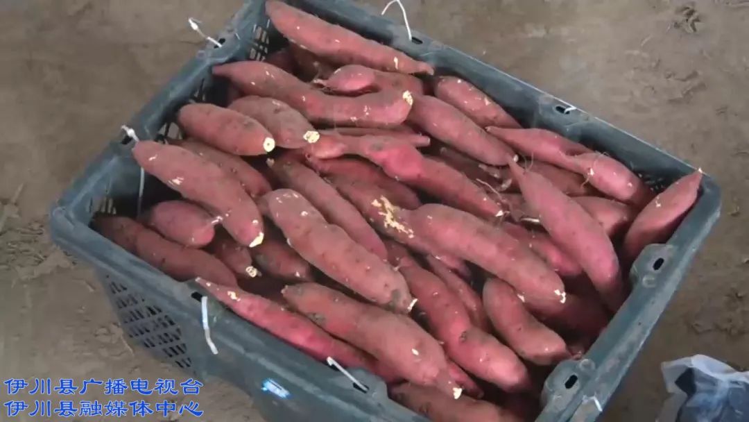 伊川富硒农产品