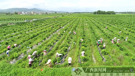 天岭富硒农产品