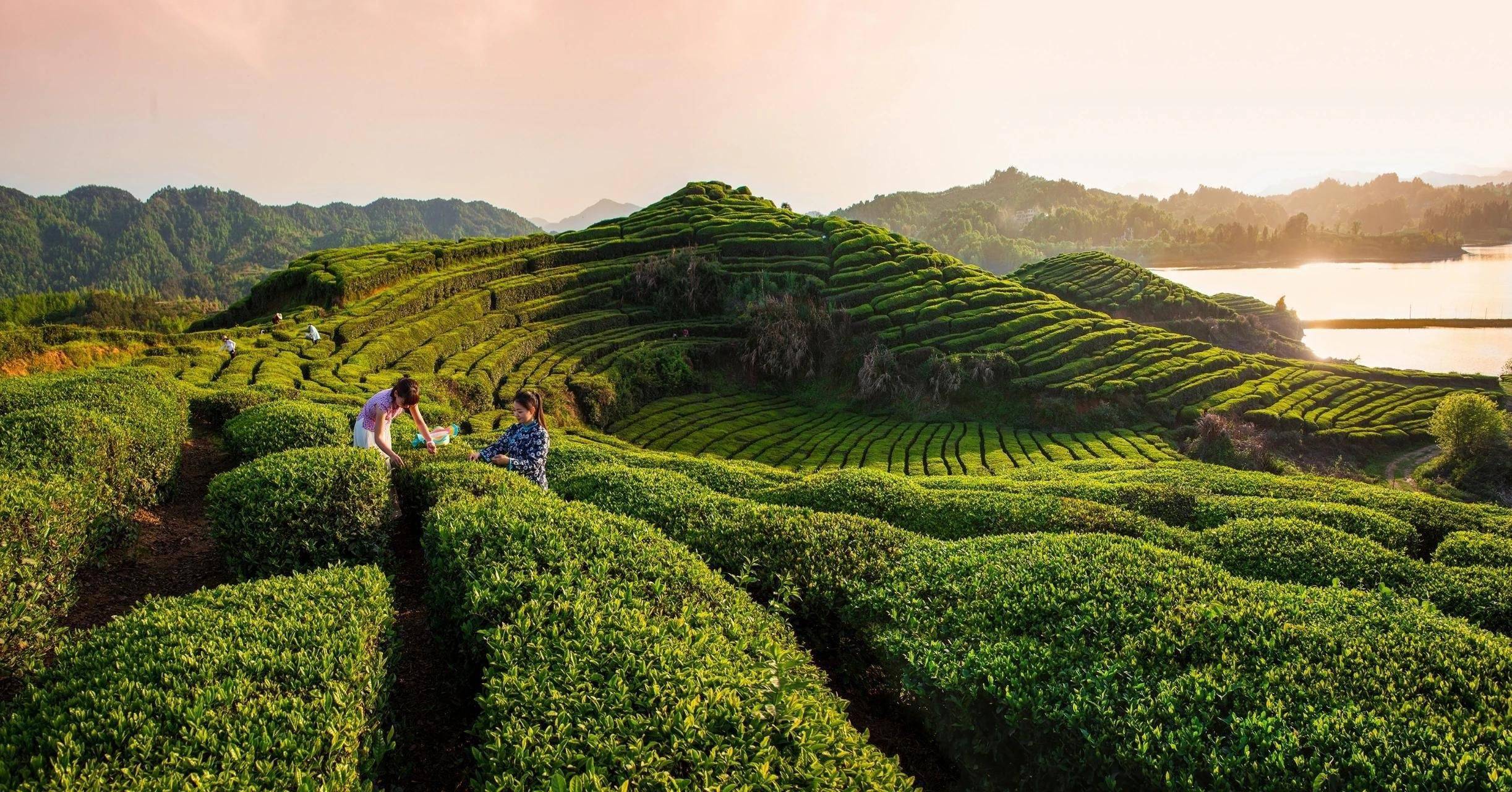 白河富硒茶价格