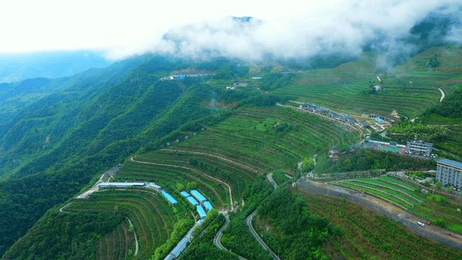 白河富硒茶价格