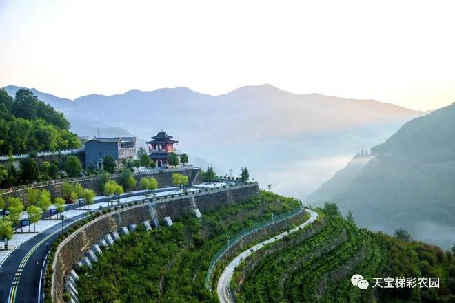 白河富硒茶价格
