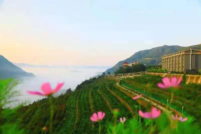 白河富硒茶价格