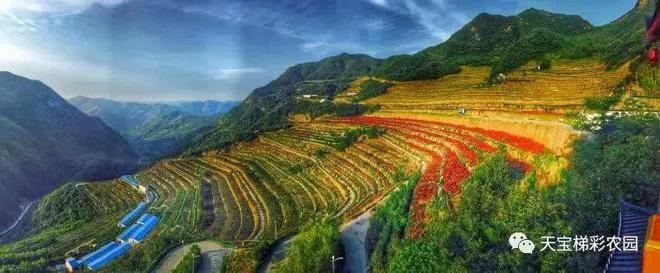 白河富硒茶价格
