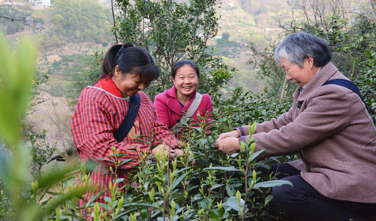 富硒茶上市时间