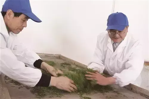 江夏富硒茶玉露