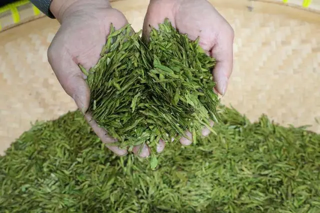 高山富硒茶开采