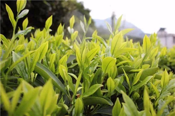 富硒单丛茶特点