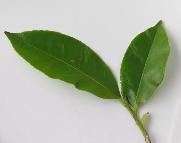 富硒单丛茶特点
