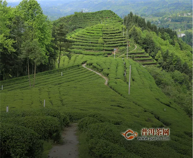 什么是恩施富硒茶，恩施富硒茶产自哪里？