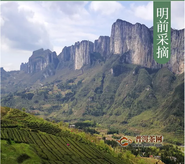 什么是恩施富硒茶，恩施富硒茶产自哪里？