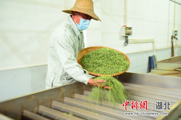 朱砂溪专业合作社工人正在对鲜叶进行加工 邹明镇供图