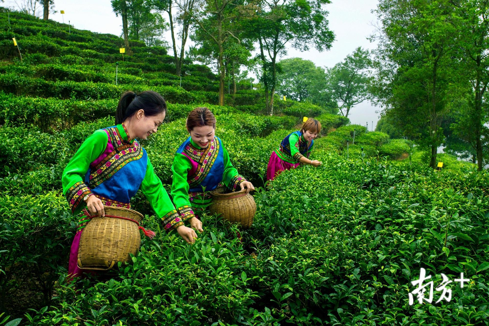 福建富硒乌龙茶