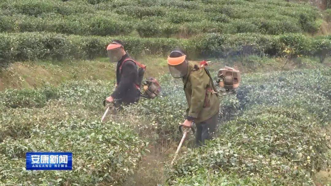 蒿坪富硒茶特点