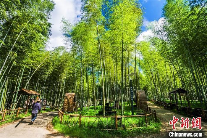 福建富硒乌龙茶
