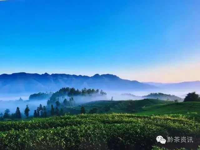 开阳富硒制茶师