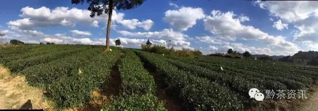 开阳富硒制茶师