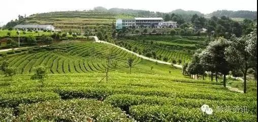 开阳富硒制茶师