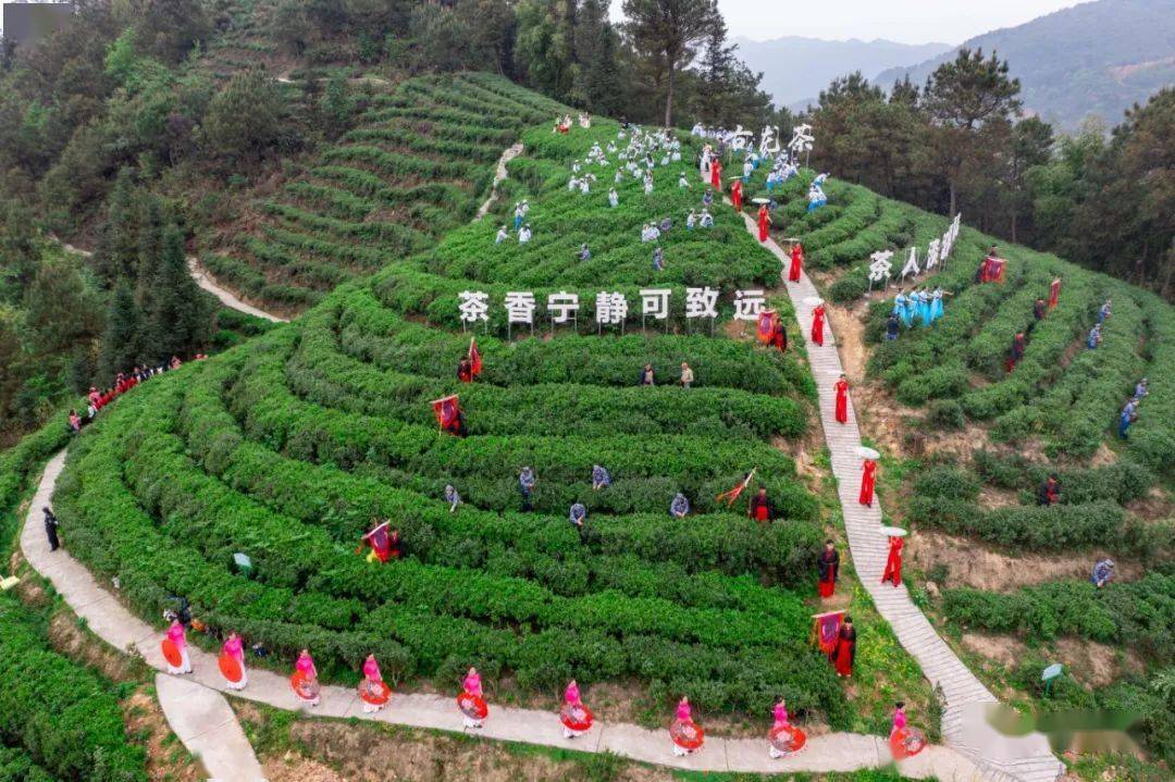 四川宜宾富硒茶