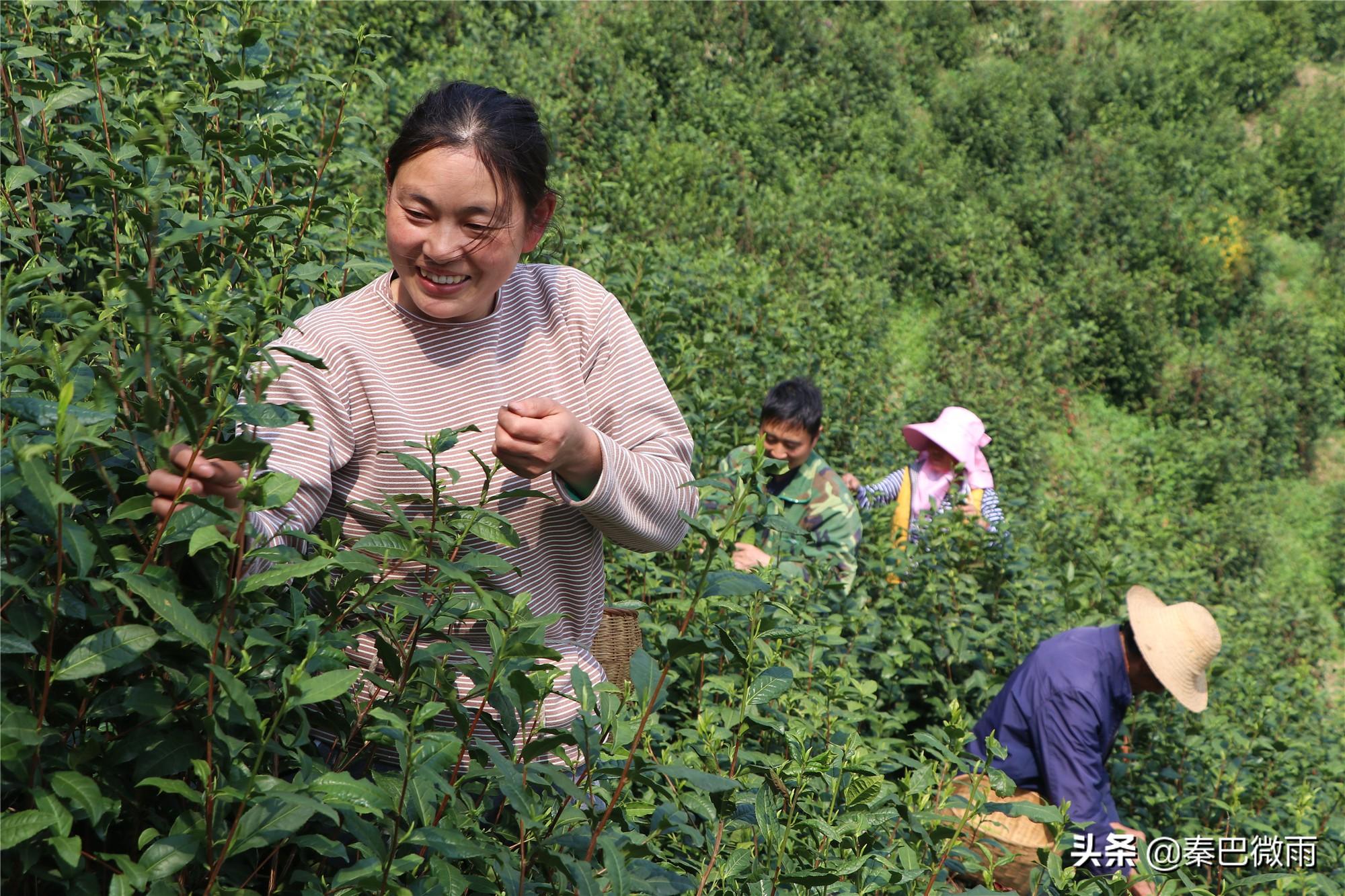 焕古紫阳富硒茶