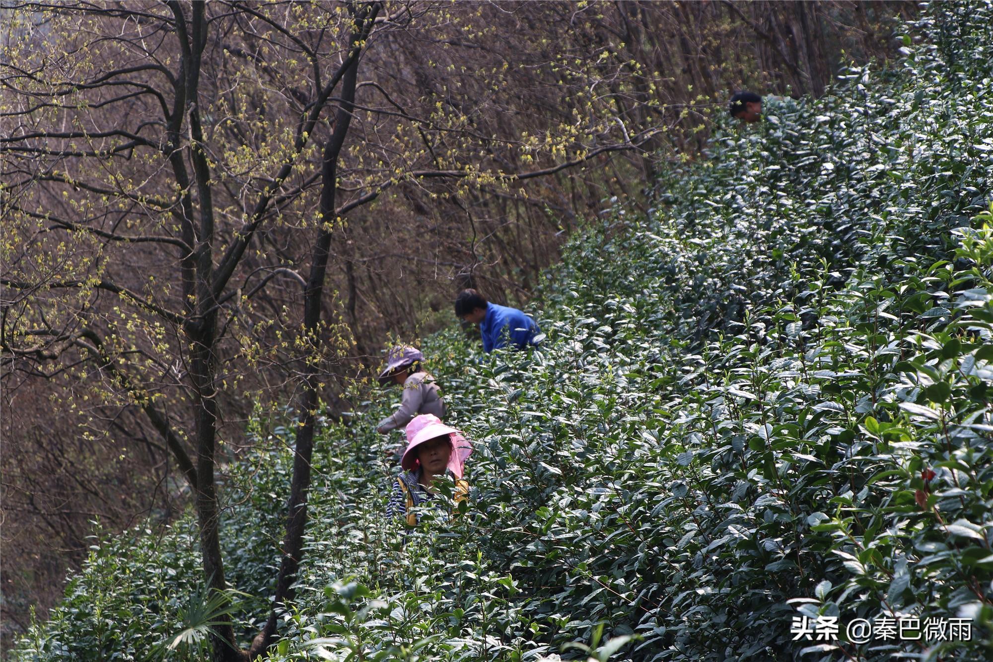 焕古紫阳富硒茶
