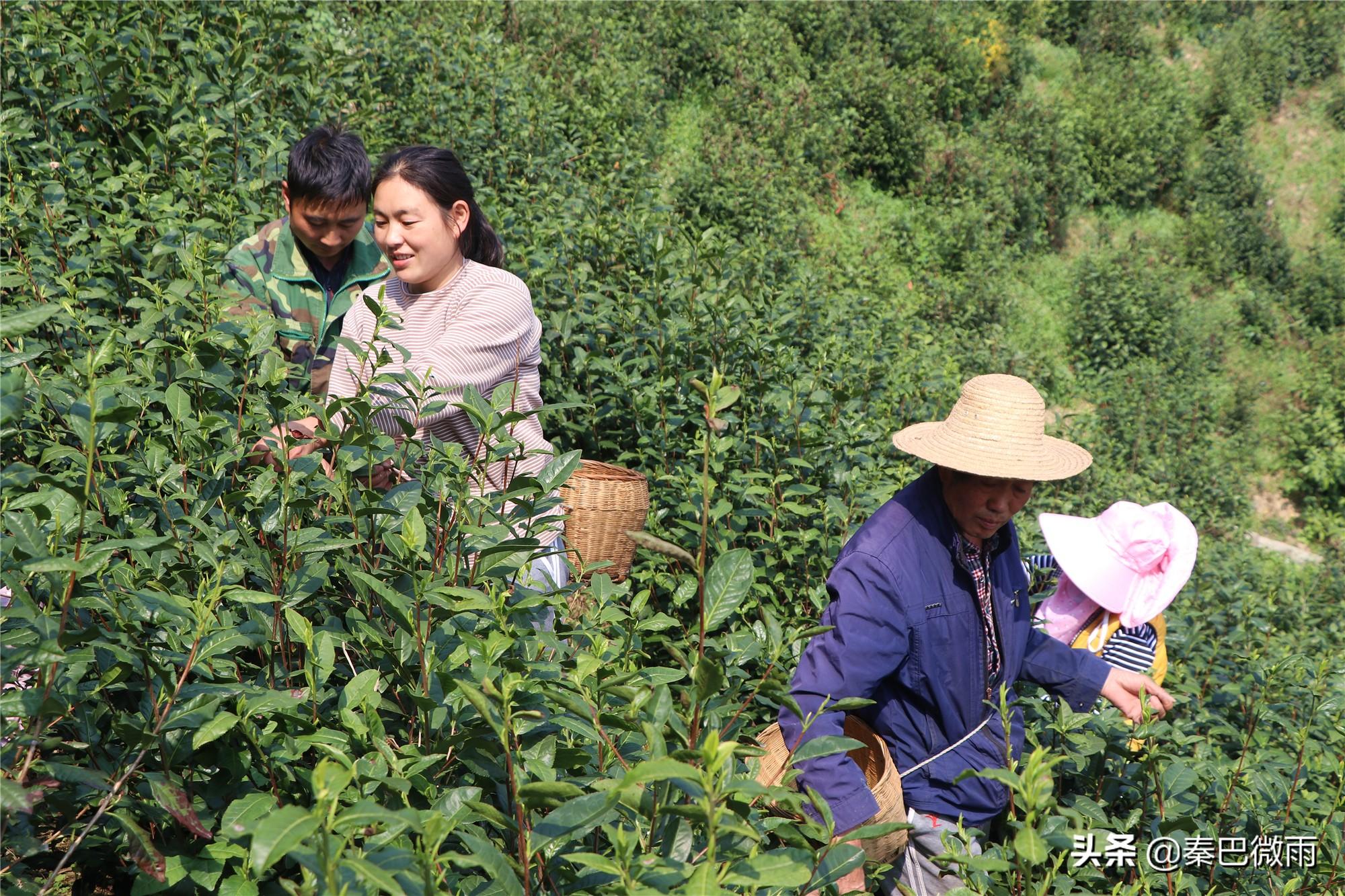焕古紫阳富硒茶