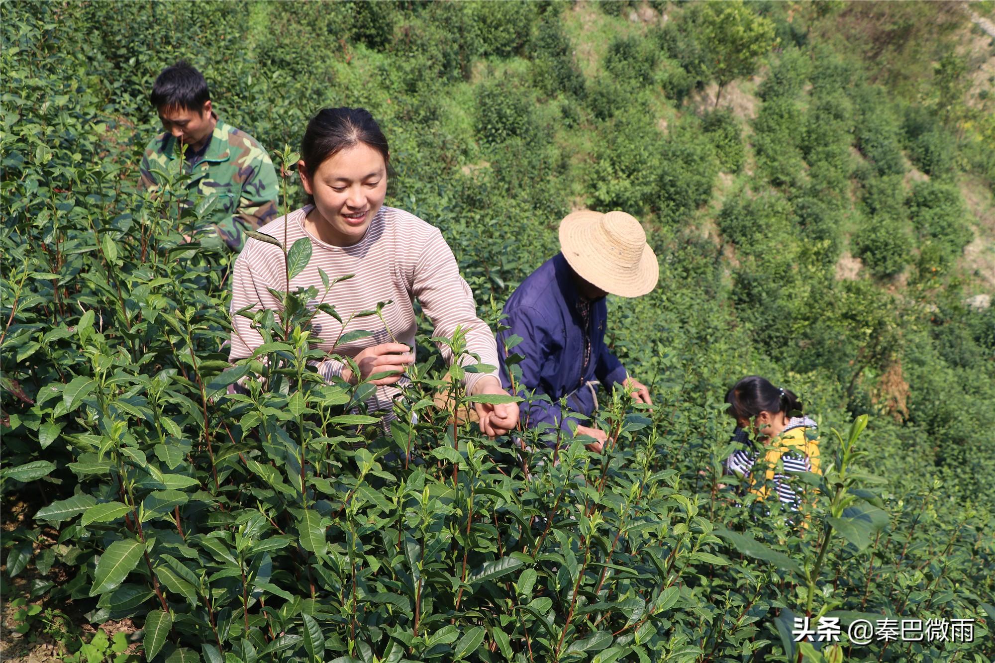 焕古紫阳富硒茶