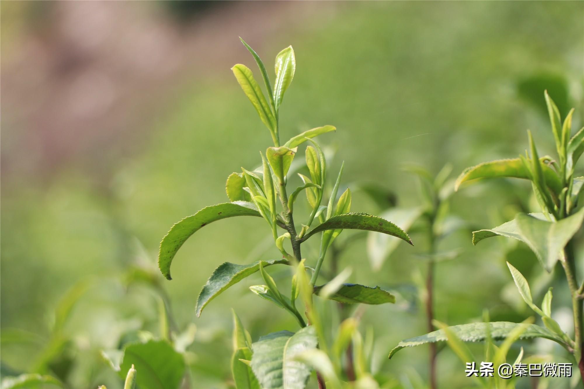 焕古紫阳富硒茶