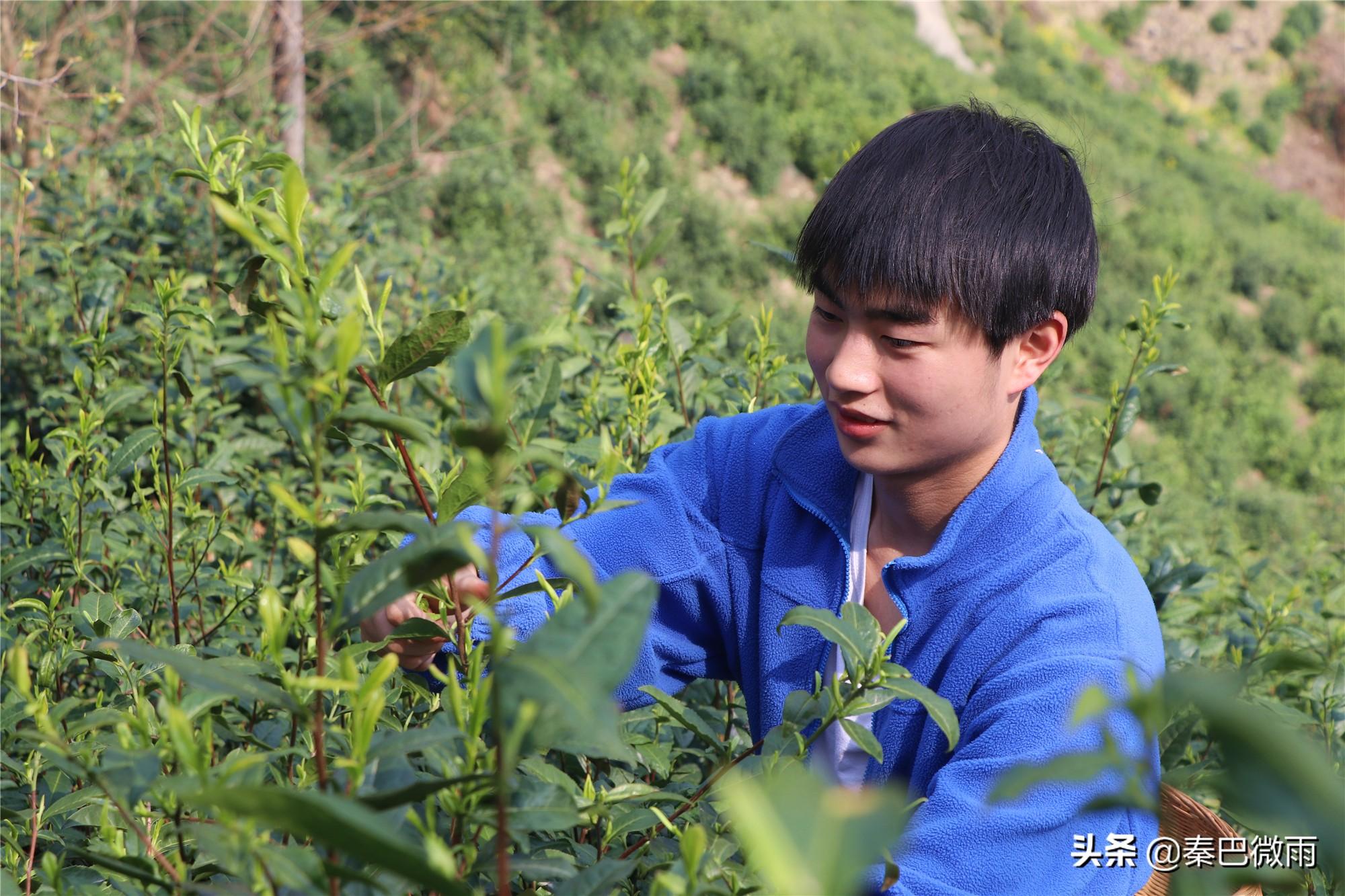 焕古紫阳富硒茶