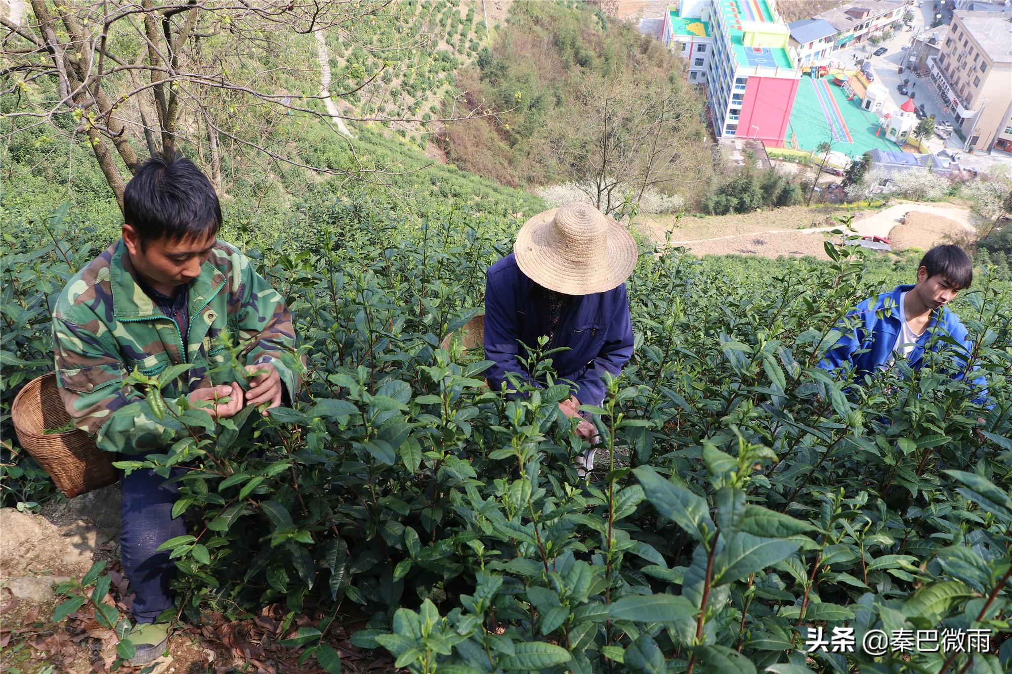 焕古紫阳富硒茶